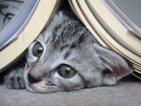 捨て猫まめ 新しい家族と出会って、とっても幸せ