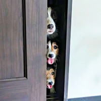 隙間からのぞく（上から）ペネロペちゃん、シャーロットちゃん、エリちゃん（画像提供：複雑奇怪な浪速っ子さん）