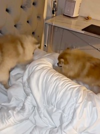 寝ているパパをホリホリする（左から）テディくん、ずんだくん（画像提供：ベアさん家さん）