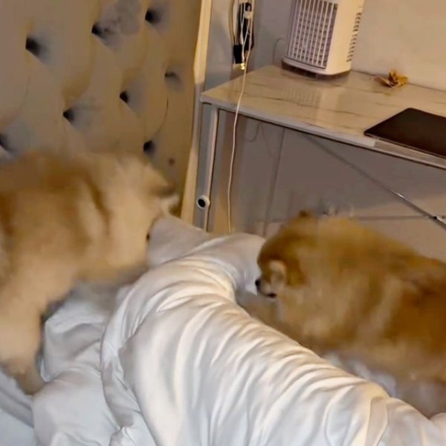 寝ているパパをホリホリする（左から）テディくん、ずんだくん（画像提供：ベアさん家さん）