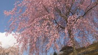 香川県園芸総合センターで5本の紅しだれ桜が見頃