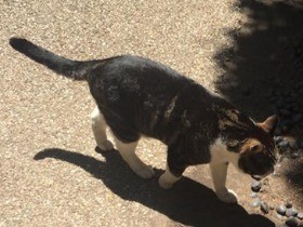 山門で出迎える猫　鎌倉お寺めぐりで出会った動物たち