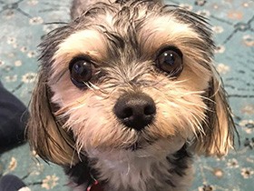 いばりんぼうの顔して照れ隠し　ミックス犬の「ラッキー」