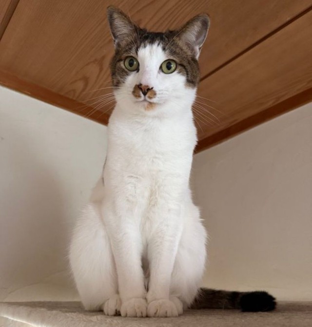 キャットタワーの上で部屋を眺めるしらすちゃん（画像提供：エルさん）