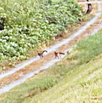 草むらへと走るキツネの親子（画像提供：よく騒ぐちゅなまぐろさん）