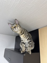 顔つきが、すっかり大人らしくなった