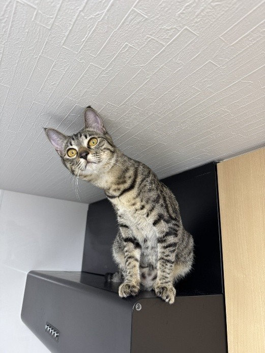 顔つきが、すっかり大人らしくなった