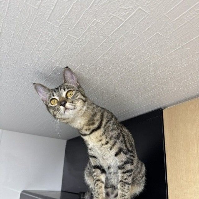 顔つきが、すっかり大人らしくなった