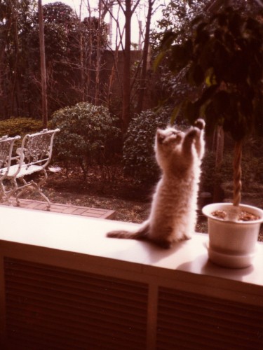 たまにはボギーだってやんちゃするんだぜ