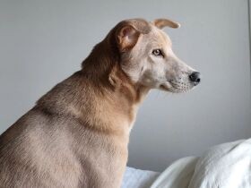 家族を癒やす元保護犬「はるたん」　愛情に包まれいろいろなことができるように！