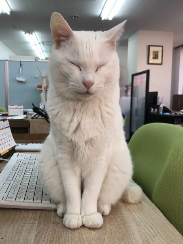 ベル、パソコン使ってもいい？
