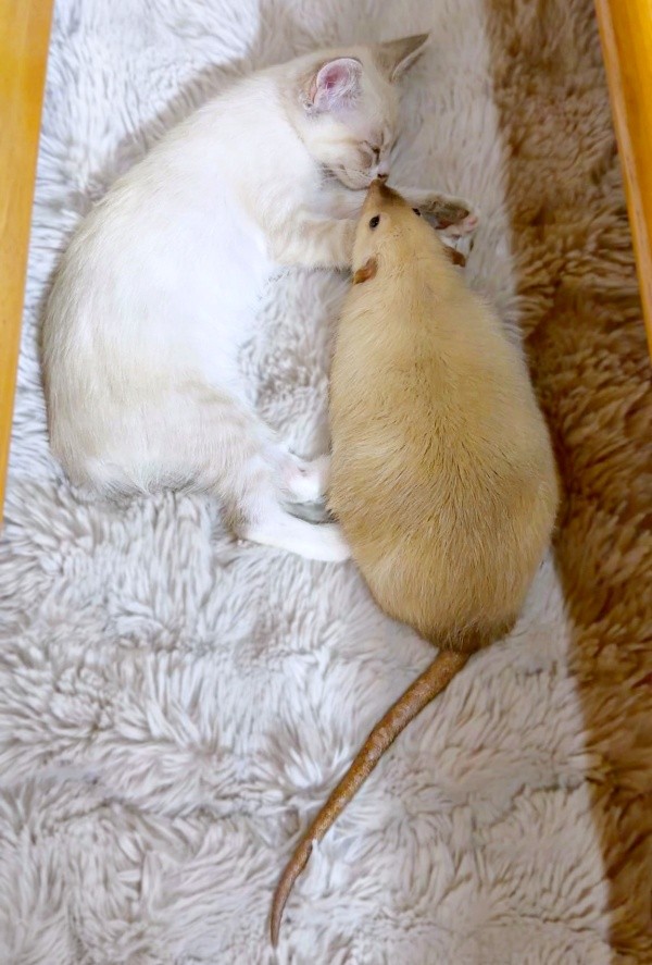 鼻キス♡ 仲の良い姿に癒やされます（画像提供：きなこ@針村さん）