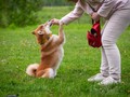 明日、愛犬を火葬へと送り出す。出せない手紙の代わりに感謝を添えて