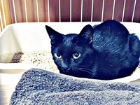 保護当日、ケージの中で丸まって座るしずくちゃん（画像提供：さばりんご。さん）