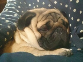 散歩へ行き帰らぬ犬に…　愛犬を亡くし気づいた、当たり前の日々の大切さ