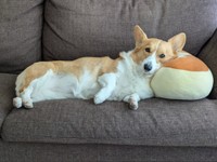 ソファでくつろぐこまちちゃん（画像提供：こまち@彩さん）