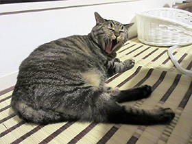 来客に大ビビりの猫、一日中飼い主の後を追ってオドオド…