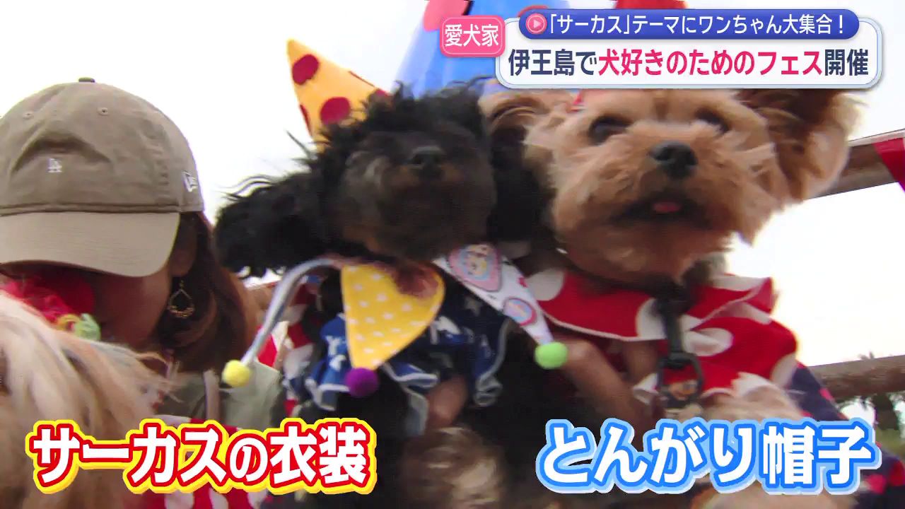 わんちゃん 笑顔いっぱいになれる」 伊王島にワンちゃん大集合 (7) | 長崎ニュース