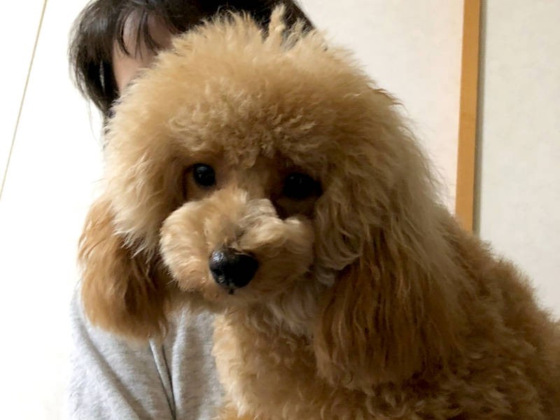 まだ家族になる前の「ハンナちゃん」（飼い主さん提供）