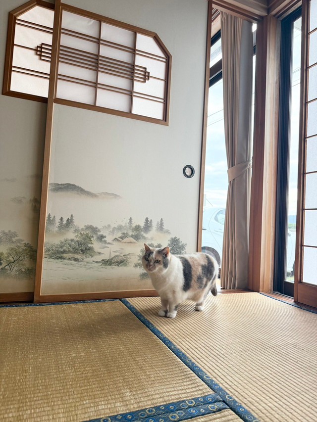 ひょっこりお部屋にやって来ますよ（画像提供：なつめさん）