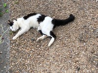 瀕死の状態の猫を保護し隔離室へ（浅井院長提供）