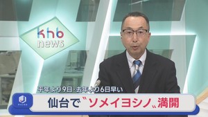 仙台で桜満開　平年より９日早く去年より６日早い