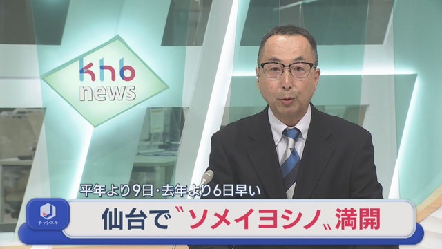 仙台で桜満開　平年より９日早く去年より６日早い