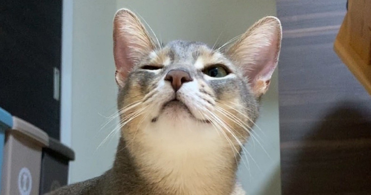 猫 愛の箱を覗く ※額装済み 覗きたくなるのわかる」 大好きなねこが箱の中へ 懸命に覗く1歳児に