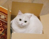 「基本はケージで飼い、人間がいる時のみ段ボールに移してもよい」というルールだったのだが…（ふじまる＠ぬいぐるみさん提供）