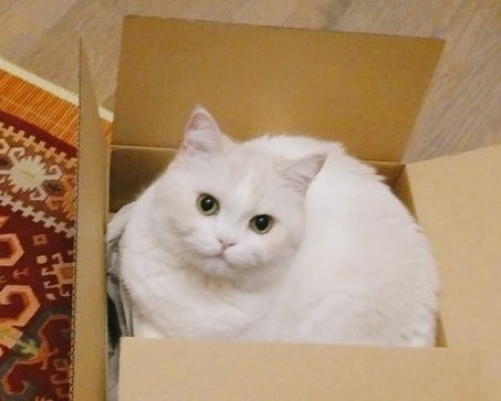 「基本はケージで飼い、人間がいる時のみ段ボールに移してもよい」というルールだったのだが…（ふじまる＠ぬいぐるみさん提供）