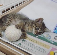 家に来てすぐになじんだ