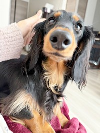 あどけない表情が愛らしいチャコくん（画像提供：チャコの飼い主さん）