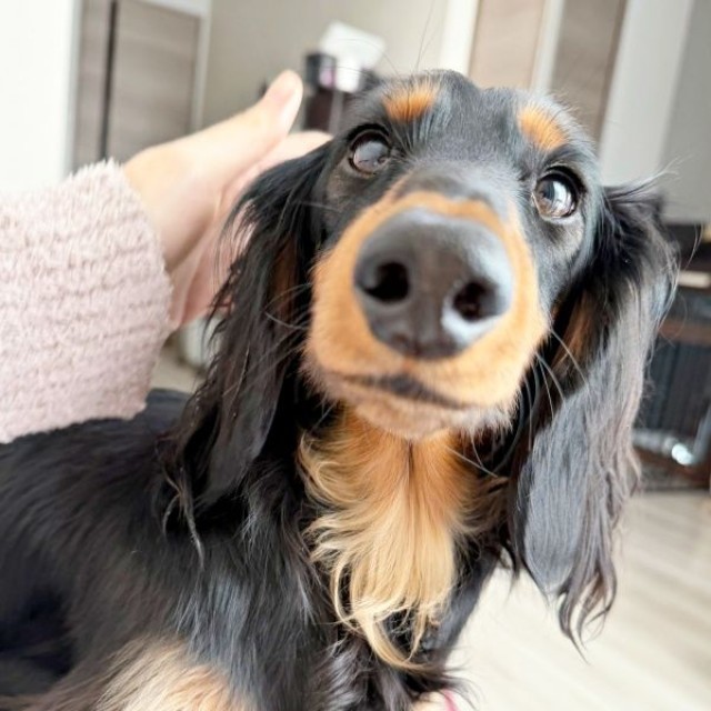 あどけない表情が愛らしいチャコくん（画像提供：チャコの飼い主さん）