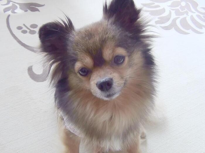 家にきたころの「あんず」