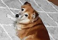 サナのツンデレぶりに寄り添ってくれる里親さん募集中