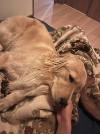 3月12日に1歳になったばかりの心晴ちゃん