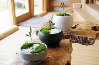 「樹齢千年のオリーヴ大樹」のDNAを継承した盆栽づくり　15日スタート　香川・小豆島