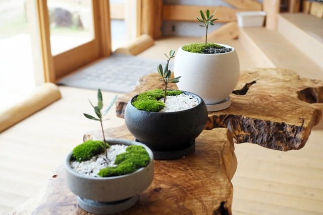 「樹齢千年のオリーヴ大樹」のDNAを継承した盆栽づくり　15日スタート　香川・小豆島