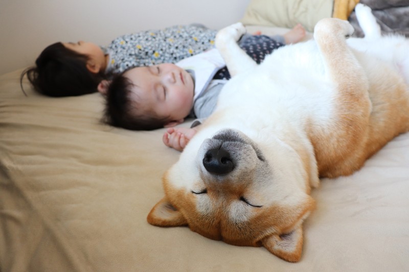 『子守り柴犬　銀兄ちゃん』より