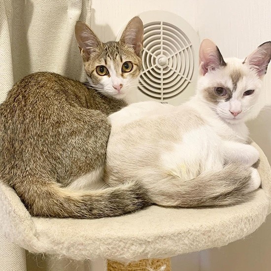 ８月、正式譲渡に。少し大きくなったね。らんくんはまだシャーシャー（フクハラさん提供）