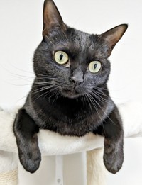 キャットタワーで前足だらーん。くつろぐごまちゃん（画像提供：ぺぺ太さん）