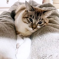 飼い主さんの足にはさまってくつろぐちくわくん（画像提供：やくまろさん）