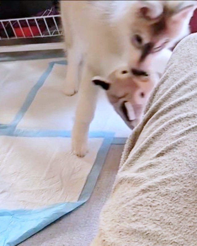 ようやくぬいぐるみを取り戻した六花ちゃん（画像提供：sakuraさん）