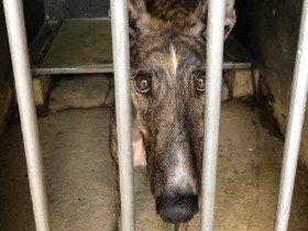 ドッグレース場の犬５３０頭、置き去り　閉鎖後、引き取り手なく