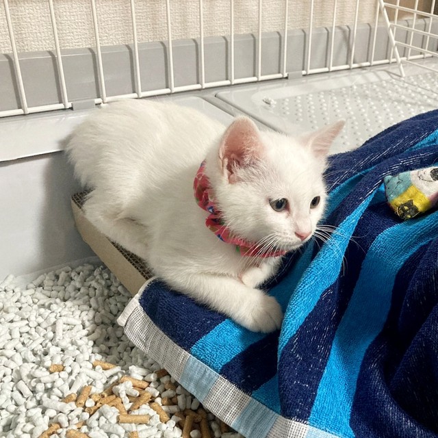 生後2カ月のころ、まだ小さかっためねちゃん（画像提供：めねこと時々中身さん）