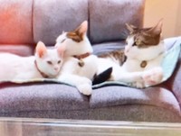 「もしやきょうだい？」と思えるほど、3匹一緒にいつも過ごすようになりました