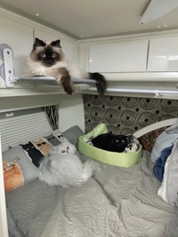 みんなで仲良く団欒中（提供：ふわもさん）