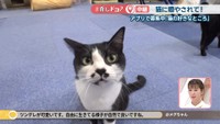 【中継】3万匹に1匹「オスの三毛猫」もお出迎え！保護猫たちと出会える猫カフェ ルアナ〈#推しドコ？〉