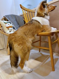 シャンプーしたらお尻がふわふわになったベルカくん（画像提供：ジト目のベルっち シェルティさん）