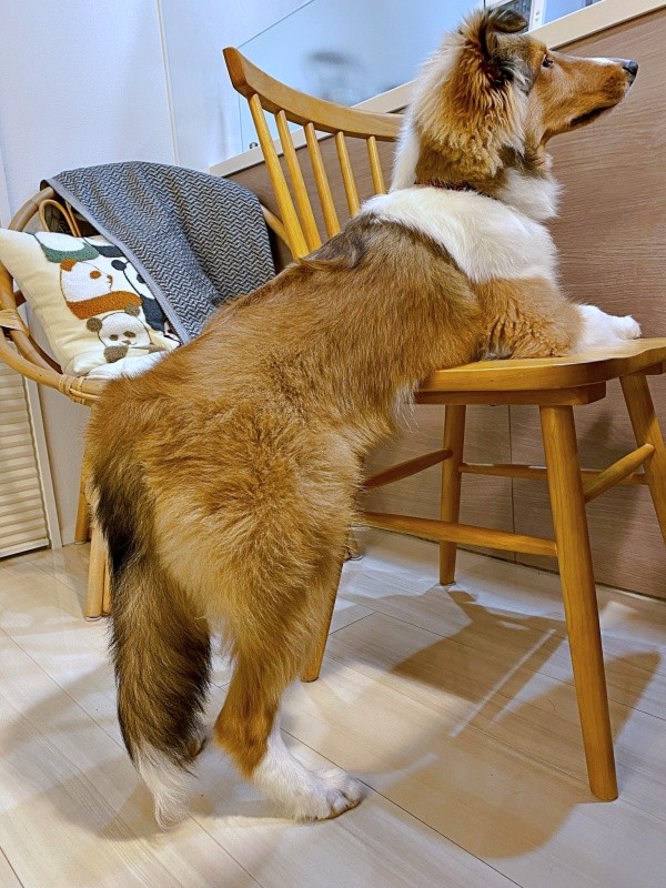 シャンプーしたらお尻がふわふわになったベルカくん（画像提供：ジト目のベルっち シェルティさん）